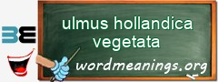 WordMeaning blackboard for ulmus hollandica vegetata